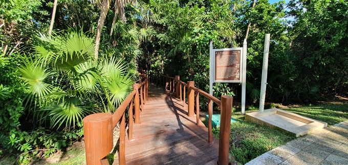 Manglar