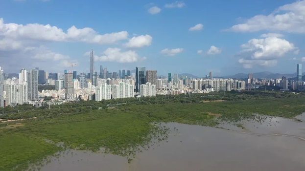 El oasis urbano de Shenzhen que propicia la conservación de manglares y fomenta la biodiversidad